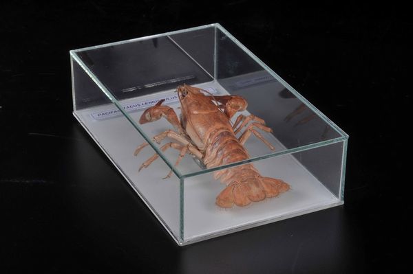 Crostaceo in teca di vetro  - Asta Mirabilia - Natural History - Associazione Nazionale - Case d'Asta italiane