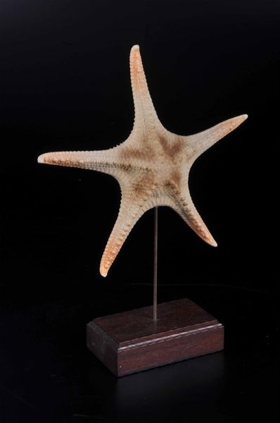 Stella marina su base in legno  - Asta Mirabilia - Natural History - Associazione Nazionale - Case d'Asta italiane