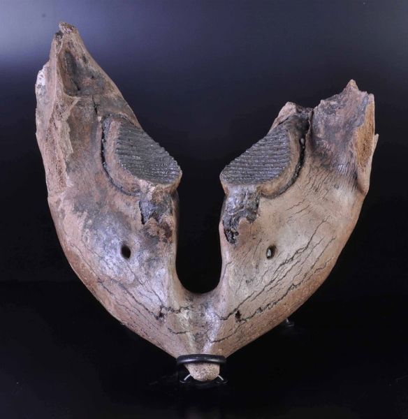 Mandibola di mammouth  - Asta Mirabilia - Natural History - Associazione Nazionale - Case d'Asta italiane
