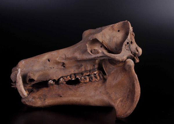 Cranio fossile di ippopotamo nano del Madagascar meridionale  - Asta Mirabilia - Natural History - Associazione Nazionale - Case d'Asta italiane