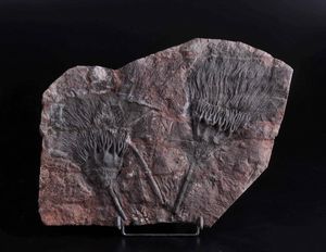 Coppia di crinoidi fossili  - Asta Mirabilia - Natural History - Associazione Nazionale - Case d'Asta italiane
