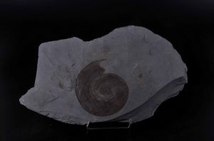 Ammonite su lastra  - Asta Mirabilia - Natural History - Associazione Nazionale - Case d'Asta italiane