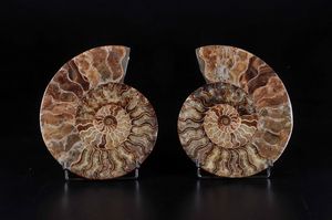 Superba ammonite sezionata  - Asta Mirabilia - Natural History - Associazione Nazionale - Case d'Asta italiane