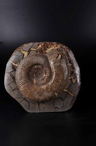 Ammonite in nodulo septaria  - Asta Mirabilia - Natural History - Associazione Nazionale - Case d'Asta italiane