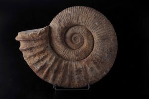 Grande ammonite  - Asta Mirabilia - Natural History - Associazione Nazionale - Case d'Asta italiane