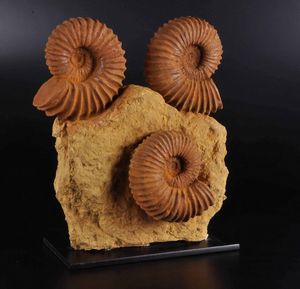 Composizione di tre ammoniti  - Asta Mirabilia - Natural History - Associazione Nazionale - Case d'Asta italiane
