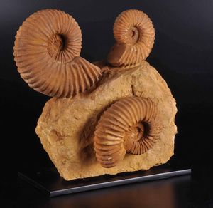 Composizione di tre ammoniti  - Asta Mirabilia - Natural History - Associazione Nazionale - Case d'Asta italiane