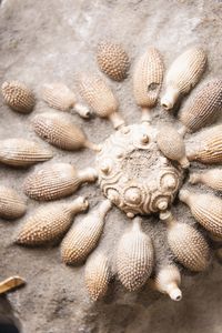 Riccio di mare fossile  - Asta Mirabilia - Natural History - Associazione Nazionale - Case d'Asta italiane