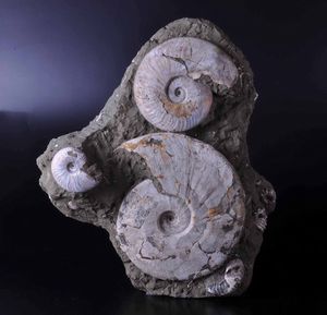 Tre ammoniti su matrice  - Asta Mirabilia - Natural History - Associazione Nazionale - Case d'Asta italiane