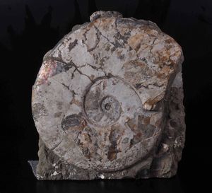 Ammonite su matrice  - Asta Mirabilia - Natural History - Associazione Nazionale - Case d'Asta italiane