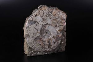 Ammonite su matrice  - Asta Mirabilia - Natural History - Associazione Nazionale - Case d'Asta italiane