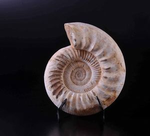 Ammonite su base in ferro  - Asta Mirabilia - Natural History - Associazione Nazionale - Case d'Asta italiane