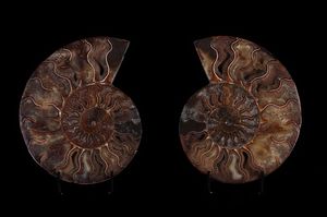 Ammonite Cleoniceras sezionata  - Asta Mirabilia - Natural History - Associazione Nazionale - Case d'Asta italiane