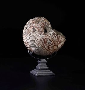 Nautilus fossile. Esemplare di Cymatoceras  - Asta Mirabilia - Natural History - Associazione Nazionale - Case d'Asta italiane