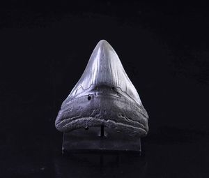 Dente fossile di squalo Megalodon  - Asta Mirabilia - Natural History - Associazione Nazionale - Case d'Asta italiane
