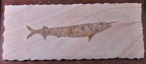 Pesce rostrato fossile del genere Aspidorhynchus  - Asta Mirabilia - Natural History - Associazione Nazionale - Case d'Asta italiane