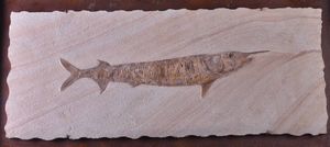 Pesce rostrato fossile del genere Aspidorhynchus  - Asta Mirabilia - Natural History - Associazione Nazionale - Case d'Asta italiane