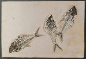Composizione di tre pesci fossili dal Wyoming, su quadro in legno  - Asta Mirabilia - Natural History - Associazione Nazionale - Case d'Asta italiane