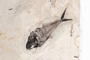Monumentale lastra contenente diversi pesci fossili  - Asta Mirabilia - Natural History - Associazione Nazionale - Case d'Asta italiane