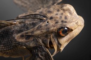 Pesce civetta su base in ottone  - Asta Mirabilia - Natural History - Associazione Nazionale - Case d'Asta italiane
