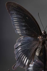 Cinque farfalle in campana di vetro  - Asta Mirabilia - Natural History - Associazione Nazionale - Case d'Asta italiane