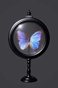 Farfalla in teca di vetro e legno  - Asta Mirabilia - Natural History - Associazione Nazionale - Case d'Asta italiane