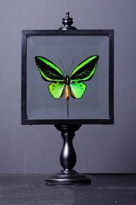 Farfalla in teca quadrata  - Asta Mirabilia - Natural History - Associazione Nazionale - Case d'Asta italiane