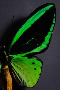 Farfalla in teca quadrata  - Asta Mirabilia - Natural History - Associazione Nazionale - Case d'Asta italiane