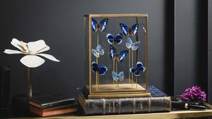 Nove farfalle in teca di ottone  - Asta Mirabilia - Natural History - Associazione Nazionale - Case d'Asta italiane