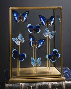 Nove farfalle in teca di ottone  - Asta Mirabilia - Natural History - Associazione Nazionale - Case d'Asta italiane