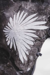 Pietra crisantemo  - Asta Mirabilia - Natural History - Associazione Nazionale - Case d'Asta italiane