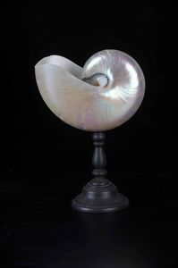 Nautilus lucidato su base in legno  - Asta Mirabilia - Natural History - Associazione Nazionale - Case d'Asta italiane