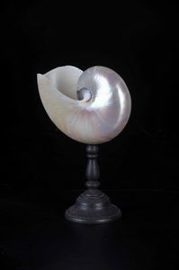 Nautilus lucidato su base in legno  - Asta Mirabilia - Natural History - Associazione Nazionale - Case d'Asta italiane