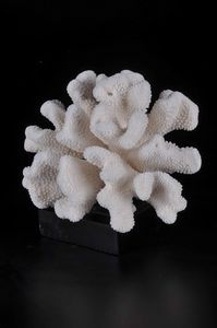 Corallo madrepora su base in legno  - Asta Mirabilia - Natural History - Associazione Nazionale - Case d'Asta italiane