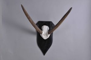 Trofeo di antilope cervo  - Asta Mirabilia - Natural History - Associazione Nazionale - Case d'Asta italiane