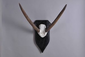 Trofeo di antilope cervo  - Asta Mirabilia - Natural History - Associazione Nazionale - Case d'Asta italiane