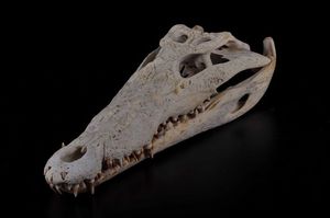 Cranio di coccodrillo  - Asta Mirabilia - Natural History - Associazione Nazionale - Case d'Asta italiane