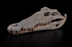 Cranio di coccodrillo  - Asta Mirabilia - Natural History - Associazione Nazionale - Case d'Asta italiane
