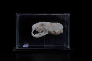 Cranio di ermellino in teca di vetro  - Asta Mirabilia - Natural History - Associazione Nazionale - Case d'Asta italiane