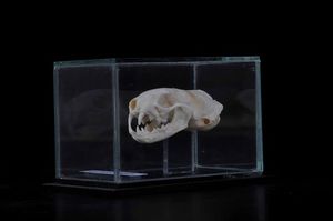 Cranio di ermellino in teca di vetro  - Asta Mirabilia - Natural History - Associazione Nazionale - Case d'Asta italiane
