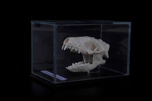 Cranio di riccio in teca di vetro  - Asta Mirabilia - Natural History - Associazione Nazionale - Case d'Asta italiane