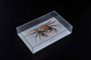 Granchio in teca di vetro  - Asta Mirabilia - Natural History - Associazione Nazionale - Case d'Asta italiane