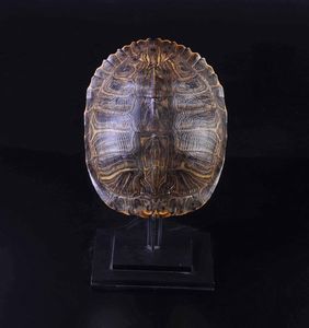Carapace di tartaruga su base in metallo  - Asta Mirabilia - Natural History - Associazione Nazionale - Case d'Asta italiane