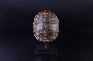 Carapace di tartaruga su base in metallo  - Asta Mirabilia - Natural History - Associazione Nazionale - Case d'Asta italiane