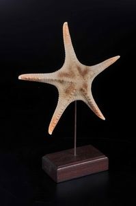 Stella marina su base in legno  - Asta Mirabilia - Natural History - Associazione Nazionale - Case d'Asta italiane