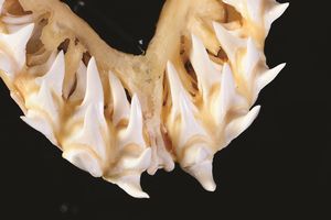 Preparazione di neurocranio di squalo mako di grande dimensione  - Asta Mirabilia - Natural History - Associazione Nazionale - Case d'Asta italiane
