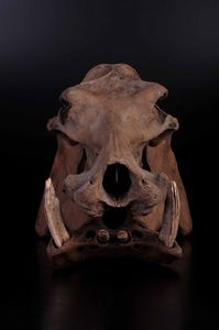 Cranio fossile di ippopotamo nano del Madagascar meridionale  - Asta Mirabilia - Natural History - Associazione Nazionale - Case d'Asta italiane