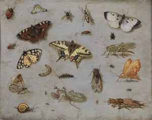 VAN KESSEL JAN (1626 - 1679) - Attribuito a. Studio di insetti.