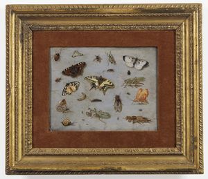 VAN KESSEL JAN (1626 - 1679) : Attribuito a. Studio di insetti.  - Asta ASTA 294 - ARREDI, DIPINTI ANTICHI E DEL XIX SECOLO DA UNA DIMORA LOMBARDA E ALTRE COMMITTENZE - Associazione Nazionale - Case d'Asta italiane