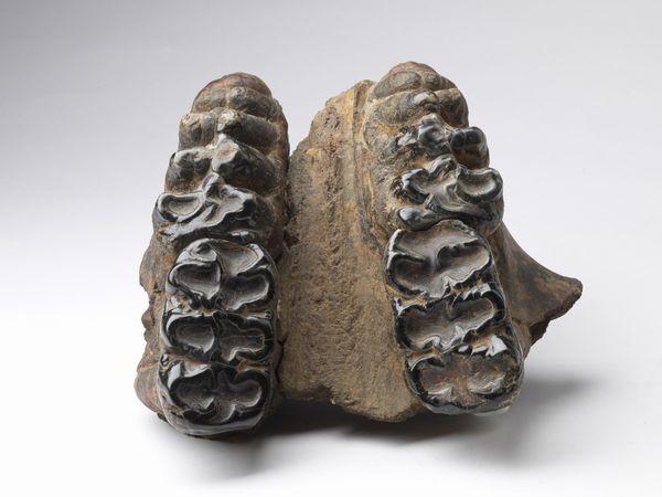 Naturalia : Mandibola fossilizzataCina (?)  - Asta ASTA 302 - NATURALIA E MIRABILIA - Associazione Nazionale - Case d'Asta italiane